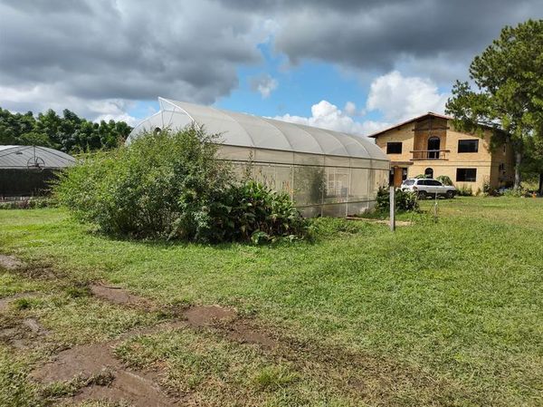 Exponen cannabis, en Granja Madre en Luque - Nacionales - ABC Color