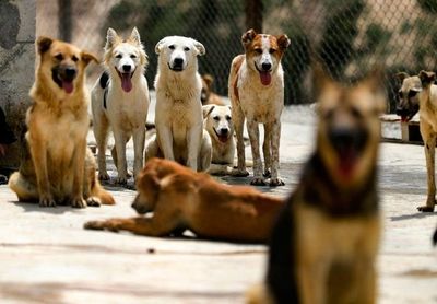 El Reino Unido presenta un amplio programa de defensa de los animales - Mascotas - ABC Color