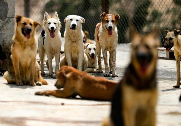 El Reino Unido presenta un amplio programa de defensa de los animales - Mascotas - ABC Color