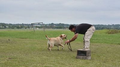Buscar la pelota y encontrar droga: El trabajo de los canes de la Senad