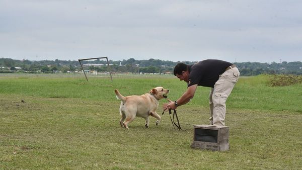 Buscar la pelota y encontrar droga: El trabajo de los canes de la Senad