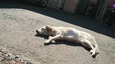 Perro aguarda fuera de hospital a su dueña que falleció por covid-19 hace 50 días | Noticias Paraguay