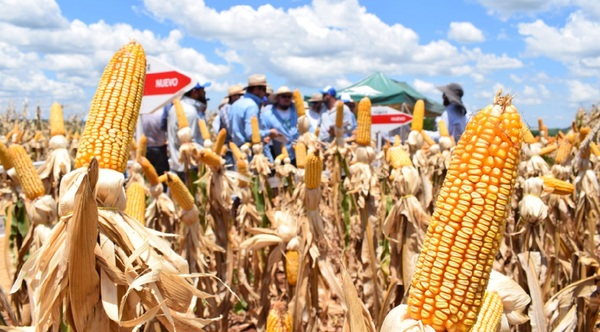 Agricultores temen que las heladas destruyan los cultivos de maíz zafriña