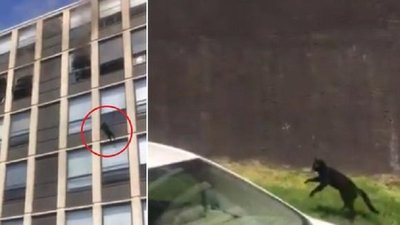 Captan impactante salto de un gato desde el quinto piso de un edificio en llamas | Noticias Paraguay