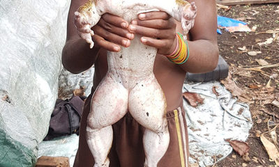 Rana gigante del tamaño de bebé humano impresiona en redes