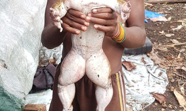 Rana gigante del tamaño de bebé humano impresiona en redes