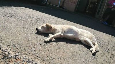 Perra esperó por 60 días a su dueña en el Hospital de Paraguarí