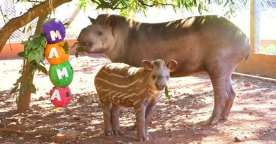 La Nación / Animales silvestres del refugio de Itaipú también celebraron el Día de la Madre