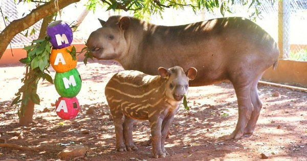 La Nación / Animales silvestres del refugio de Itaipú también celebraron el Día de la Madre