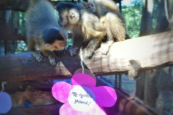 Animales del Centro Ambiental de Itaipu también celebran el Día de la Madre | .::Agencia IP::.