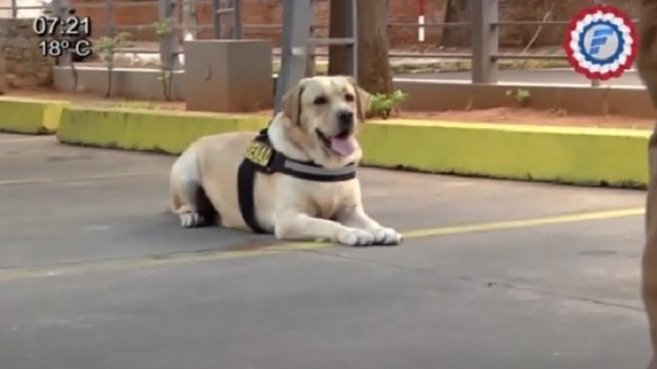 Interactivo, juguetón y ‘rompe todo’; las características de un perro detector de drogas | Noticias Paraguay