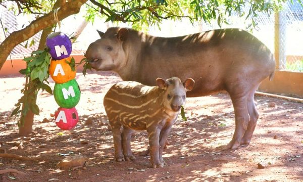 Animales también celebran el Día de la Madre con un colorido festín