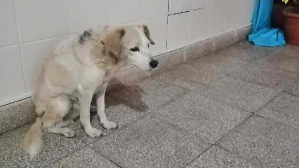 Crónica / Perrita espera por su dueña que ya falleció