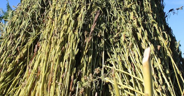 La Nación / Buenos precios del sésamo animan a productores a expandir el rubro