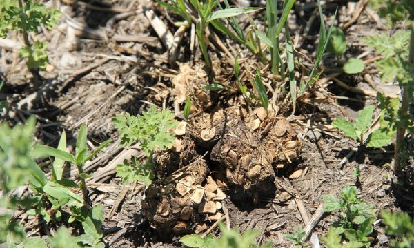 Ecología forense, hurgando entre los excrementos