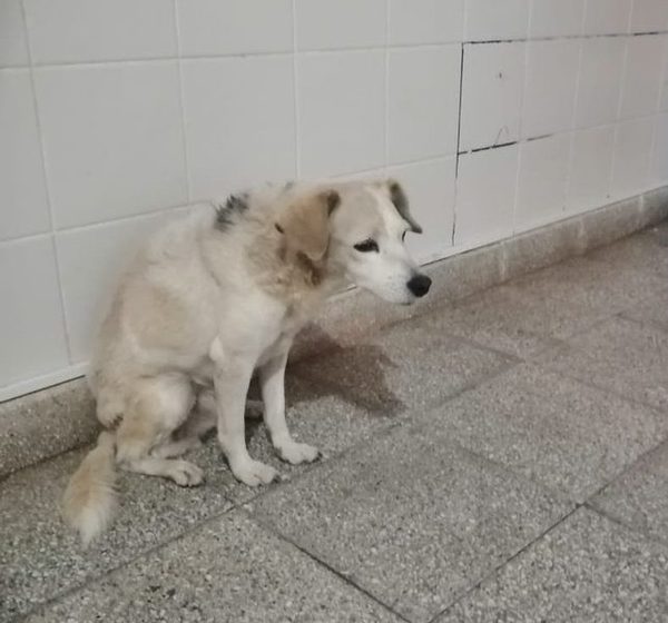 Amores perros: perrita esperó 2 meses en puerta de hospital a su dueña internada por Covid