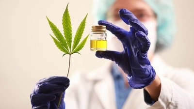 Diario HOY | Laboratorios nacionales alistan productos a base de cannabis medicinal