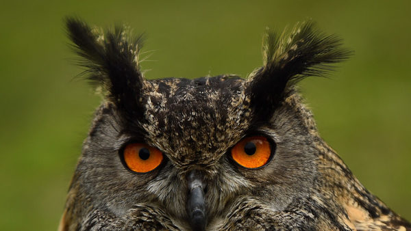 Confirman observación de una rara especie de búho con ojos anaranjados por primera vez desde 1892 | Ñanduti