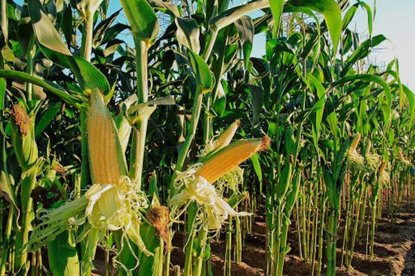 Caaguazú: Productores de maíz zafriña temen que las heladas destruyan los cultivos
