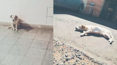 Hachi, la perra que esperó a su dueña 60 días frente al hospital