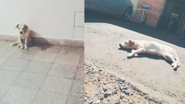 Hachi, la perra que esperó a su dueña 60 días frente al hospital