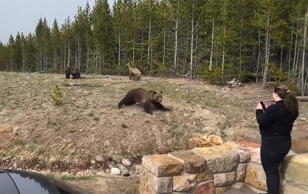 Oso amaga con atacar a una turista que se acercó demasiado a su manada en Yellowstone | OnLivePy