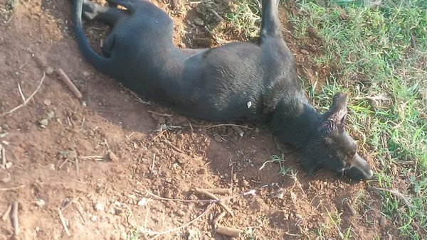 Crónica / Jagua’i sobrevivió a balazos y golpes