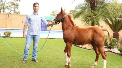 Subastó caballo de carrera para construir un albergue COVID