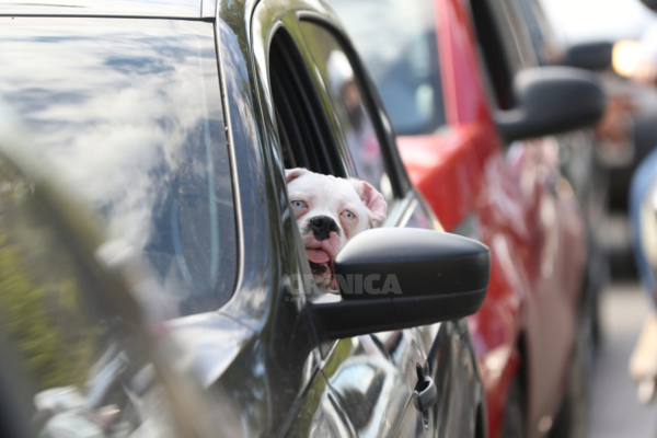 Crónica / Loperro ovy'a con la promo de Enex para llenar su tanque