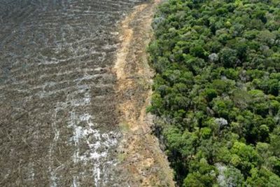 Ocupación ilegal en la Amazonía creció un 56 % en dos años por el “efecto Bolsonaro”, según una ONG | Ñanduti