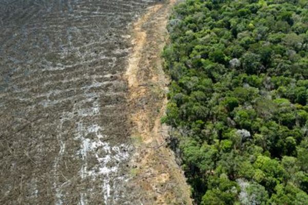 Ocupación ilegal en la Amazonía creció un 56 % en dos años por el “efecto Bolsonaro”, según una ONG | Ñanduti