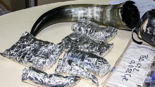 "De los cuernos nadie se salva": hallan droga en curioso adorno