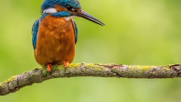 Un estudio concluye que hay seis veces más aves que humanos en el mundo