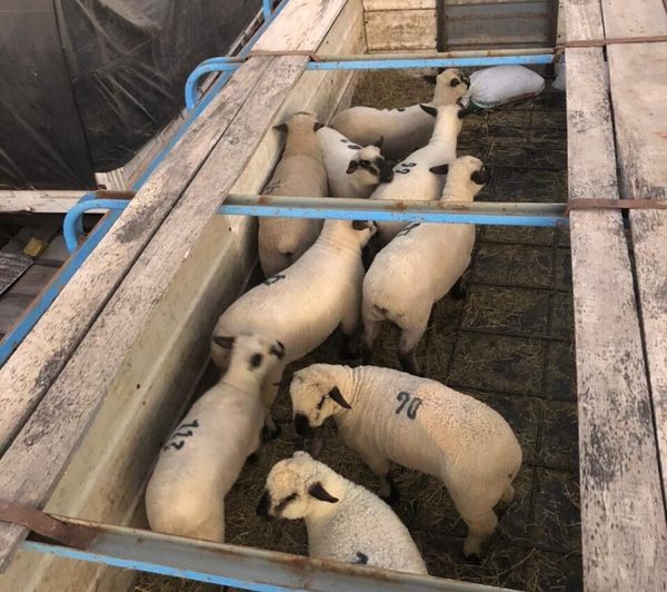 Criadores realizan nueva importación de ovinos de alto valor genético de Argentina