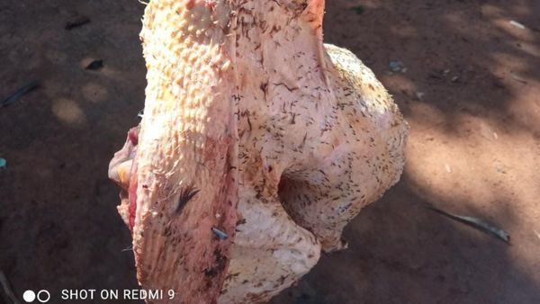 Prohibido hacer guiso de pato o gallina de otro