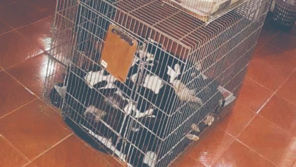 Piden ayuda para castrar a gatos del penal de Tacumbú