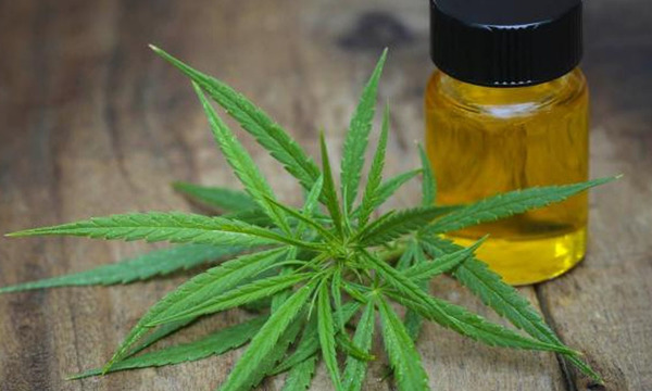 Aceleran producción de cannabis medicinal para segundo semestre | El Independiente