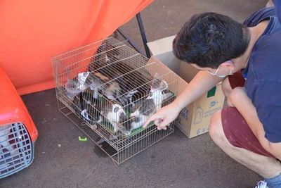 Anuncian cuarta edición de feria de adopción de mascotas - ABC en el Este - ABC Color