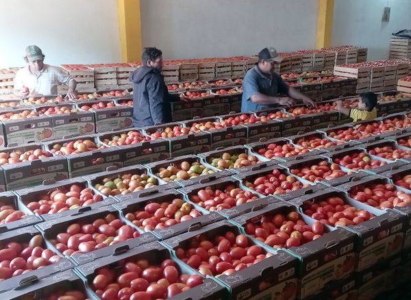 Tomateros negocian con mejores precios - Nacionales - ABC Color