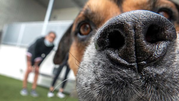 El olfato canino es muy fiable para detectar Covid, según estudio