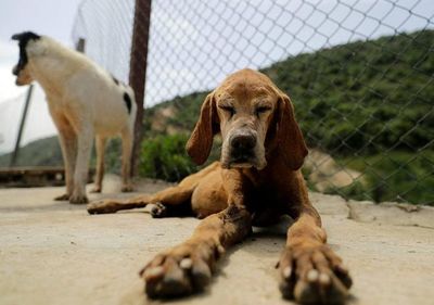 El olfato canino es muy fiable para detectar covid, según un estudio francés - Ciencia - ABC Color
