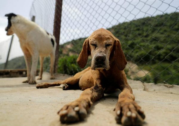El olfato canino es muy fiable para detectar covid, según un estudio francés - Ciencia - ABC Color