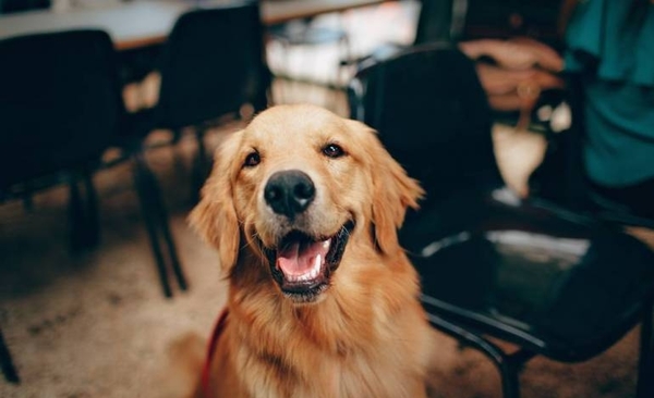 Diario HOY | El olfato canino es muy fiable para detectar covid, según un estudio francés