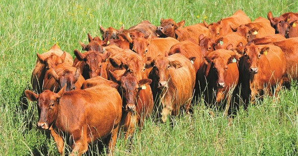 La Nación / Senacsa y su par en Bolivia encararon acciones para mayor sanidad e inocuidad alimentaria