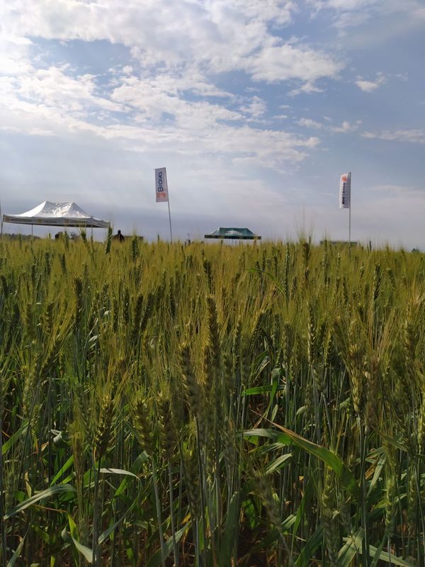 Sem Agro con mayor oferta semillera para trigo