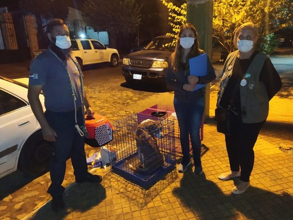Tras denuncia por abandono de animales, hallan a la dueña muerta hace 15 días en su casa | Ñanduti