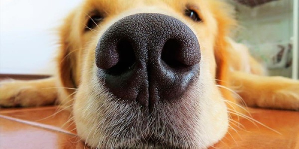 !Los perros siguen sorprendiendo! Según un estudio francés el olfato canino es muy fiable para detectar Covid-19