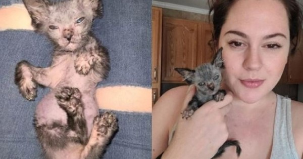 Joven lleva a su gatita al veterinario porque parecía enferma y descubre que es un ejemplar de gato lobo muy raro - C9N