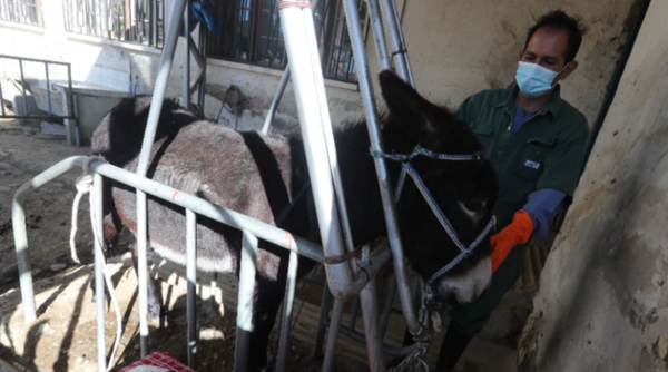 Diario HOY | El suero de plasma de burros, la nueva apuesta de Bolivia contra el COVID-19