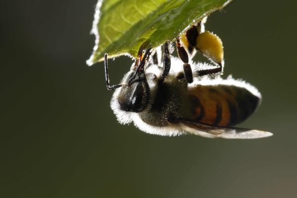 Apicultores de Costa Rica piden proteger a las abejas y parar intoxicaciones - MarketData
